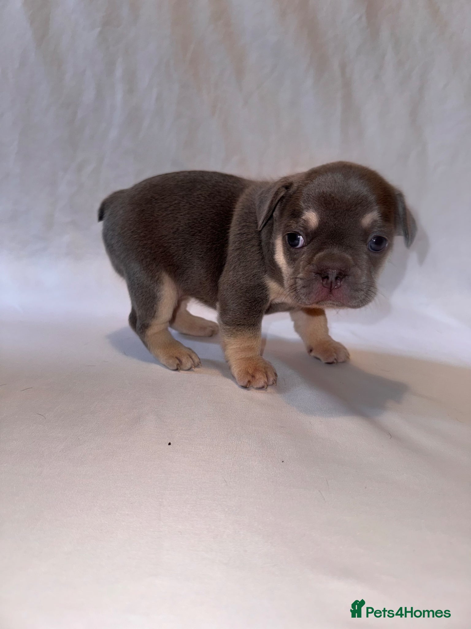French Bulldog dogs for sale: Exceptional French Bulldog Puppies in Bristol - Advert 13