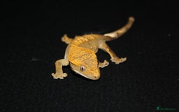 Gecko reptiles for sale: Crested geckos - Image 5