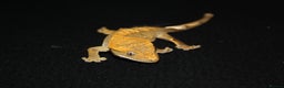 Gecko reptiles for sale: Crested geckos - Advert 5