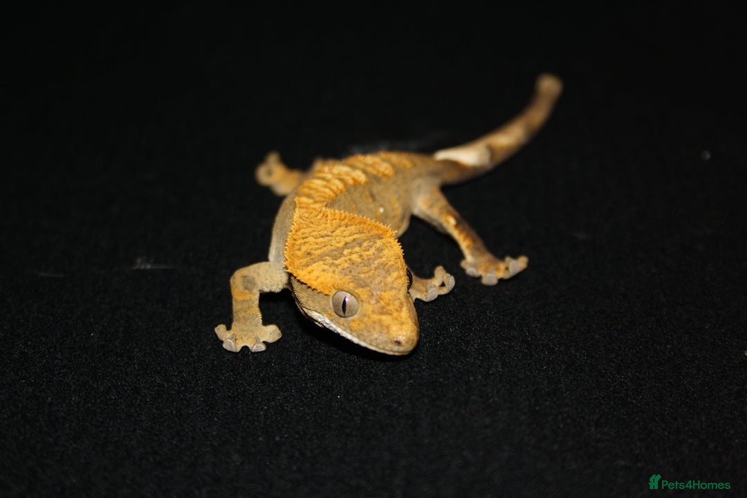 Gecko reptiles for sale: Crested geckos - Image 5