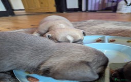 French Bulldog dogs for sale:  🐶 Adorable French Bulldog Puppies December! 🐶 - Image 2