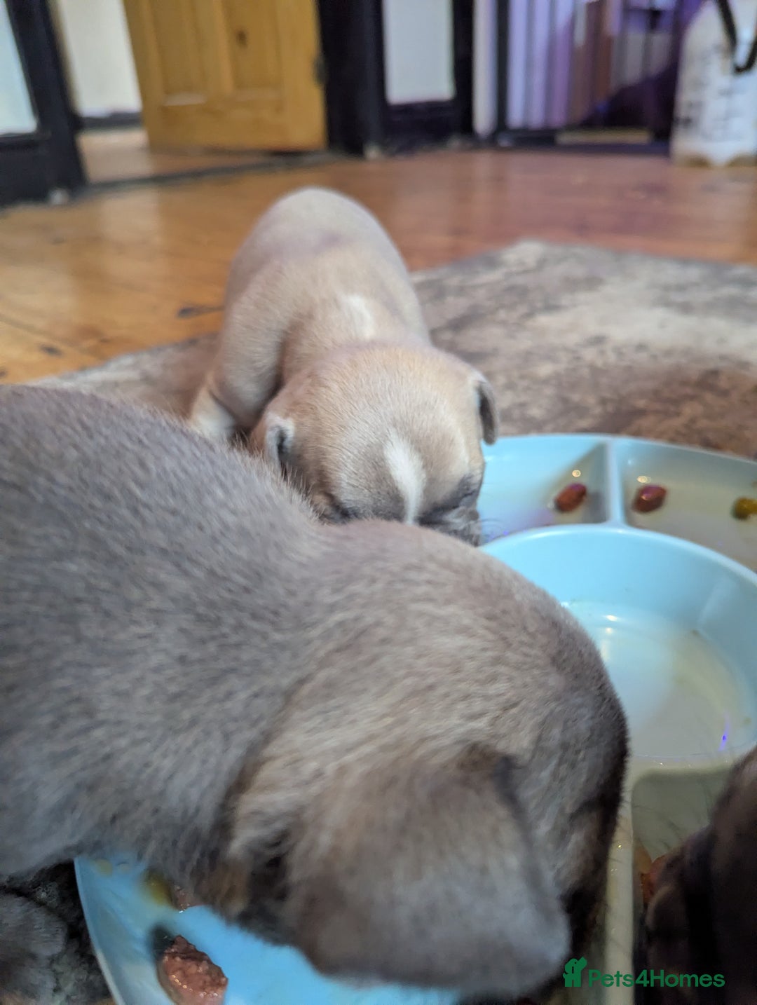 French Bulldog dogs for sale:  🐶 Adorable French Bulldog Puppies December! 🐶 - Image 2