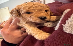 Cockapoo dogs for sale: Cockapoo puppies for sale central scotland - Image 10