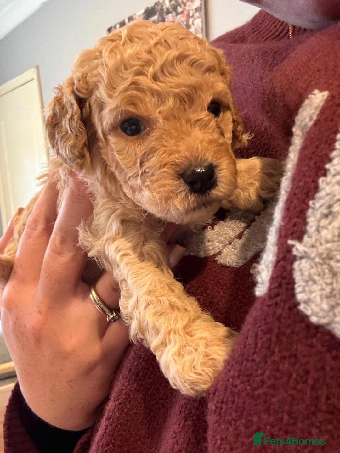 Cockapoo dogs for sale: Cockapoo puppies for sale central scotland - Image 10