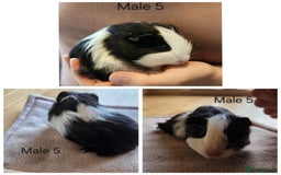 Guinea Pig rodents for sale: Cute Guinea Pups - Image 4