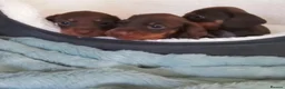Miniature Dachshund dogs for sale: Miniature Dachshund puppies  in Trimdon Station - Advert 9