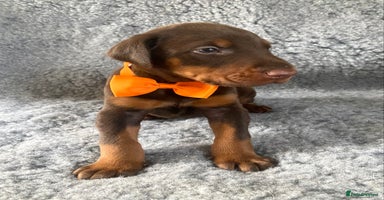 Dobermann dogs - Advert 6