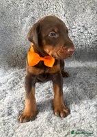 Dobermann dogs - Advert 8