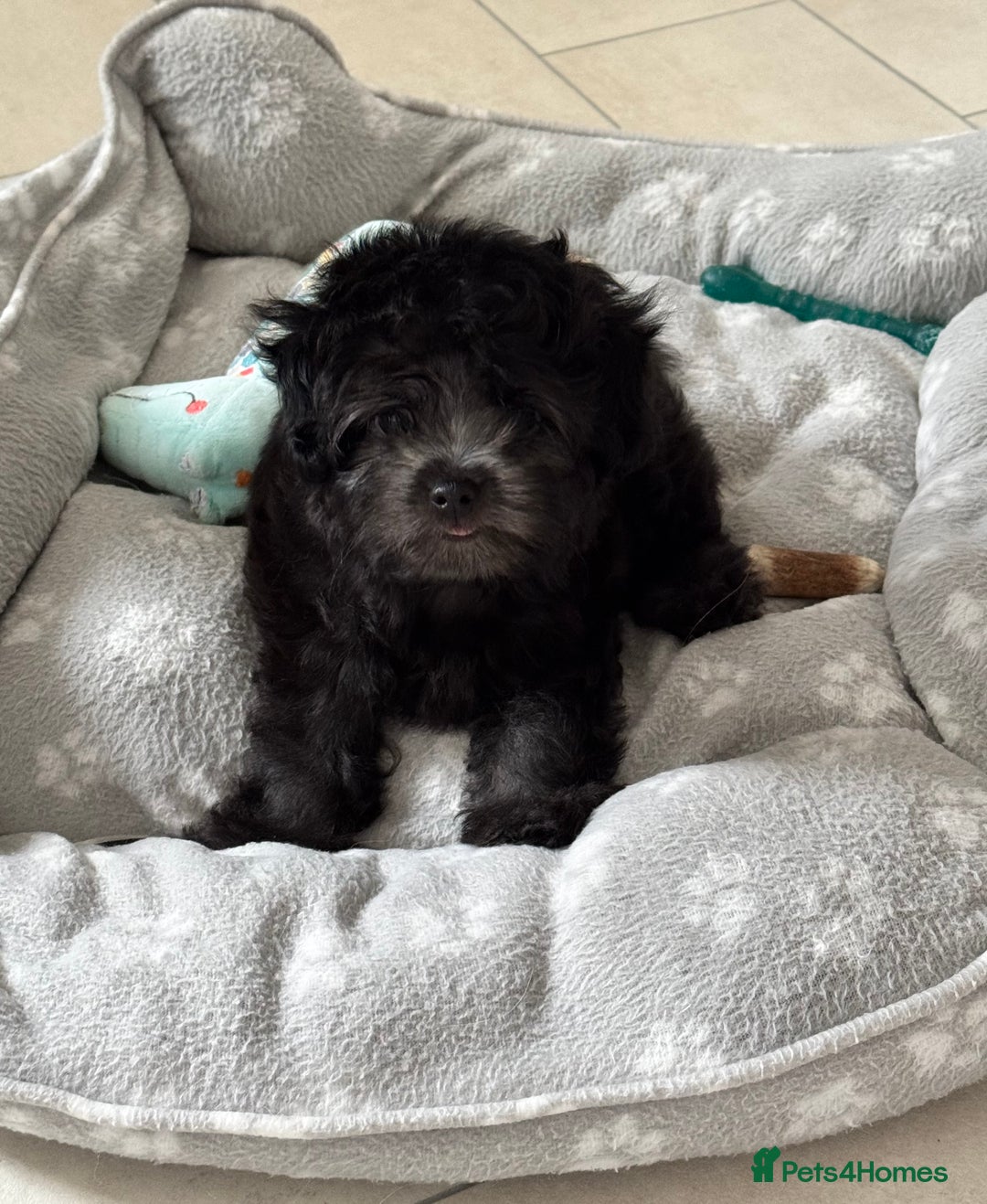 Maltipoo dogs for sale: 🩵Last Top Quality Rare Korean/Asian F1 Maltipoo🩵 in Bathgate - Image 28
