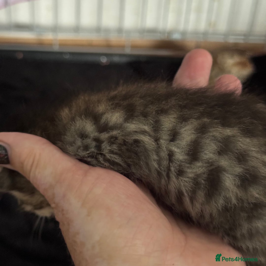 Savannah cats for sale: Stunning Savannah Kittens - Image 12