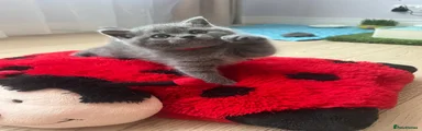 British Shorthair 2