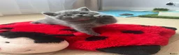 British Shorthair cats for sale: Stunning British blue shorthair kittens London  - Advert 10