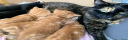 Turkish Angora cats for sale: 6 x Turkish Angora kittens - longhaired stunners - Advert 5