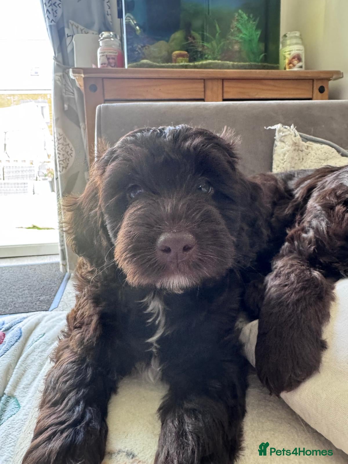 Cockapoo dogs Only 1 left 🍫 Meet Our Chocolate Cockapoos 🍫 - Advert 16