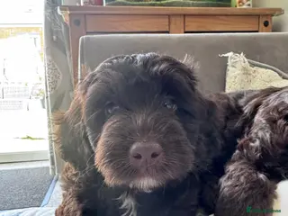 Cockapoo dogs Only 1 left 🍫 Meet Our Chocolate Cockapoos 🍫 - Advert 16