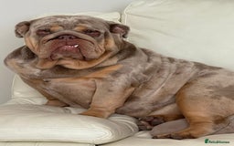 English Bulldog dogs for sale: Rehoming Nelly my British bulldog girl - Image 2