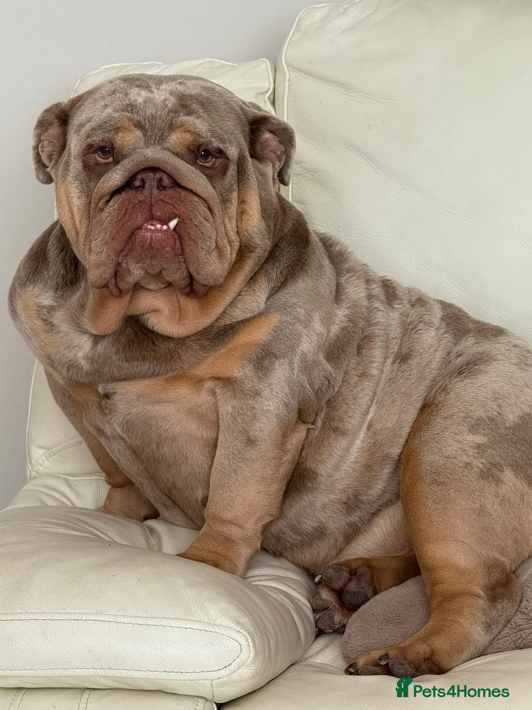 English Bulldog dogs for sale: Rehoming Nelly my British bulldog girl - Image 2
