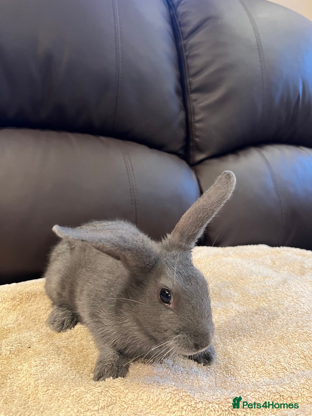 Mixed Breed rabbits for sale: 5 bunnies for sale - Advert 4