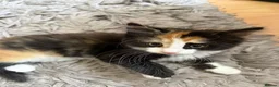 Mixed Breed cats for sale: Last Available Kitten Looking for Forever Home - Advert 14