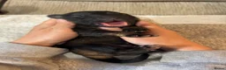 German Shepherd dogs for sale: Healthy & Chunky German Shepherd Puppies in Betws-y-Coed - Advert 17