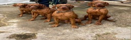 Hungarian Vizsla dogs for stud: Proven Hungarian Vizsla Stud Kronstaar Escobar - Advert 9
