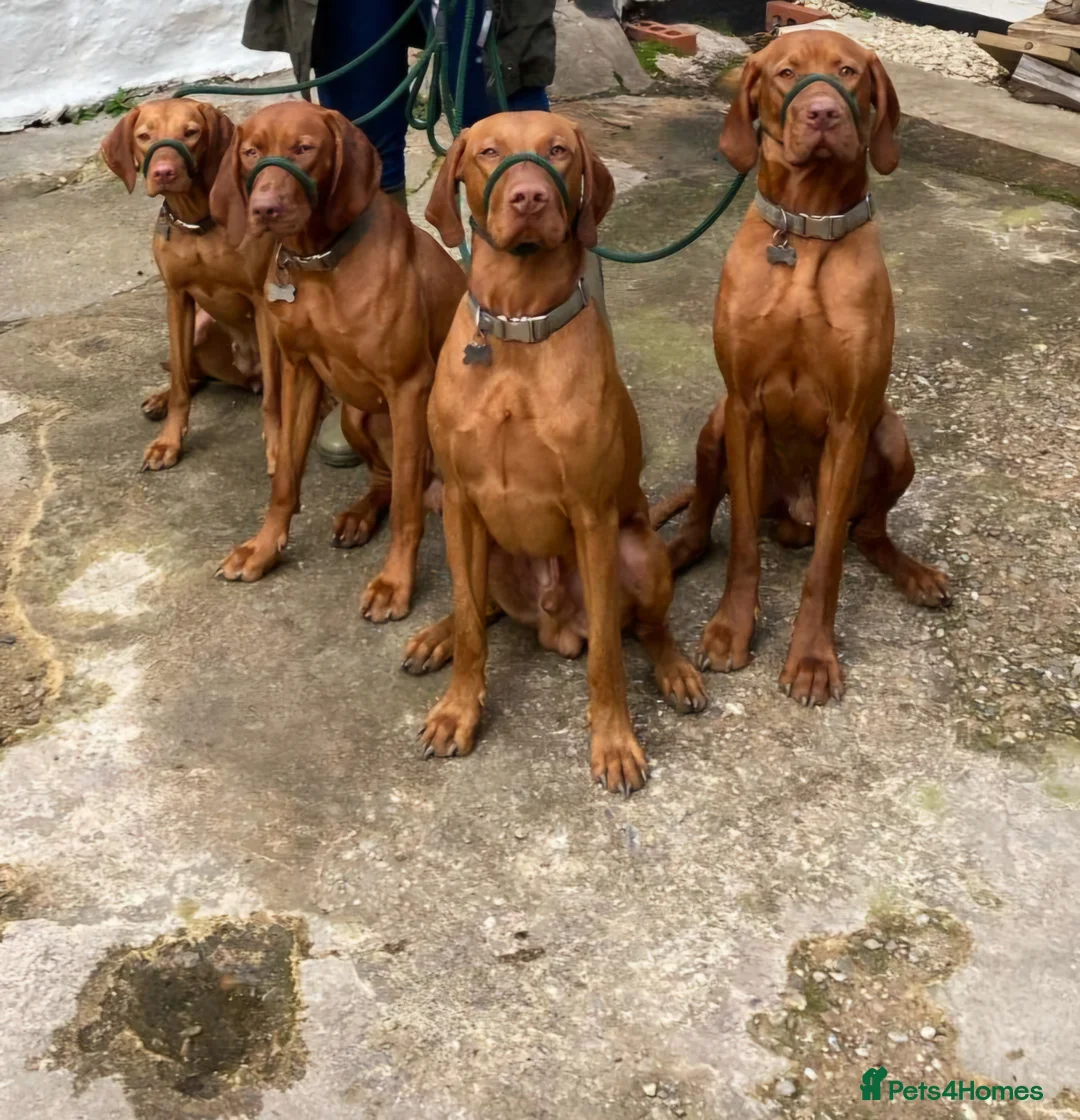 Hungarian Vizsla dogs for stud: Proven Hungarian Vizsla Stud Kronstaar Escobar - Advert 9