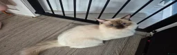 Ragdoll cats for sale: Ragdoll boy 10 months in Airdrie - Advert 5