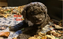 Lagotto Romagnolo dogs for sale: Stunning Litter of Pedigree Lagotto Romagnolo Pups - Image 11