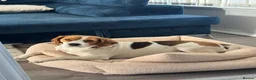 Beagle dogs for sale: 🐶 Beautiful Beagle Puppies for Sale 🐶 - Advert 16