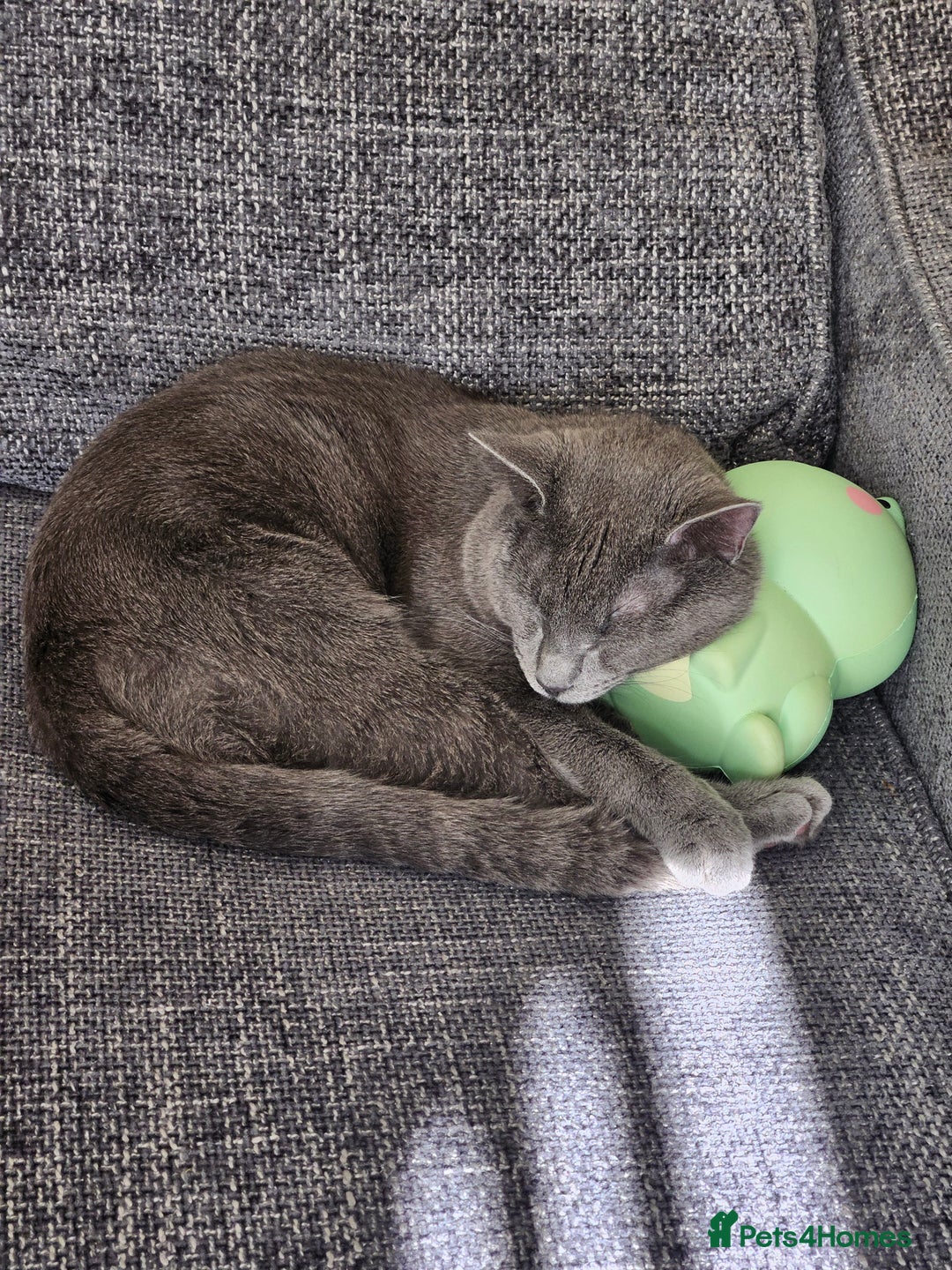 Russian Blue cats for sale: 2 beautiful grey cats - Image 7