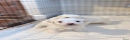Bichon Frise dogs for sale: Bichon Frise Puppies for Sale 🐶 - Advert 10