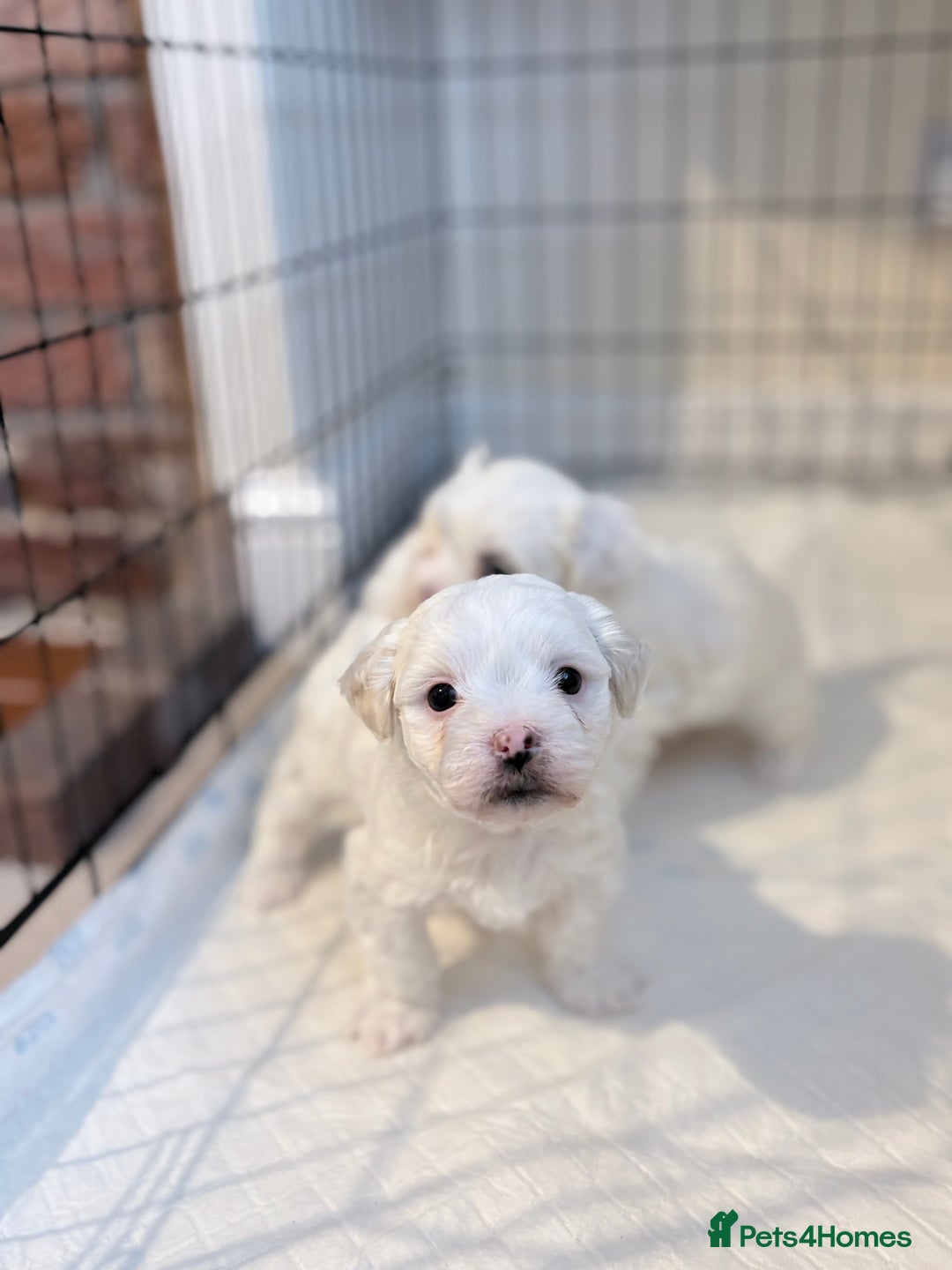 Bichon Frise dogs for sale: Bichon Frise Puppies for Sale 🐶 - Advert 10