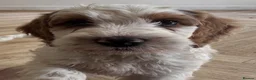 Australian Labradoodle dogs for sale: Multi-Gen Australian Labradoodle Puppies - Advert 11