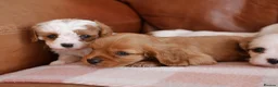 Cavapoo dogs for sale: Stunning Health Tested F1b Cavapoo Puppies - Advert 3