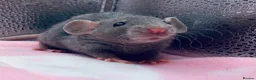 Rat rodents for sale: Pedigree Dumbo Rats in Russian Blue and Black - Advert 7