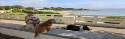 Australian Labradoodle dogs for stud: Tuxedo Max Available for Stud - Advert 3