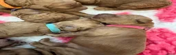 Cockapoo dogs for sale: 🌈 Beautiful Cockapoo Puppies – DNA Tested Clear - Advert 5