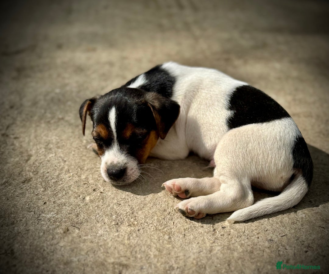 Jack Russell dogs for sale: Outstanding jack russels  - Image 9