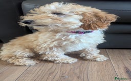 Poodle dogs for sale: ⭐ READY⭐ Reduced Adorable poodles puppies  in Margate - Image 19