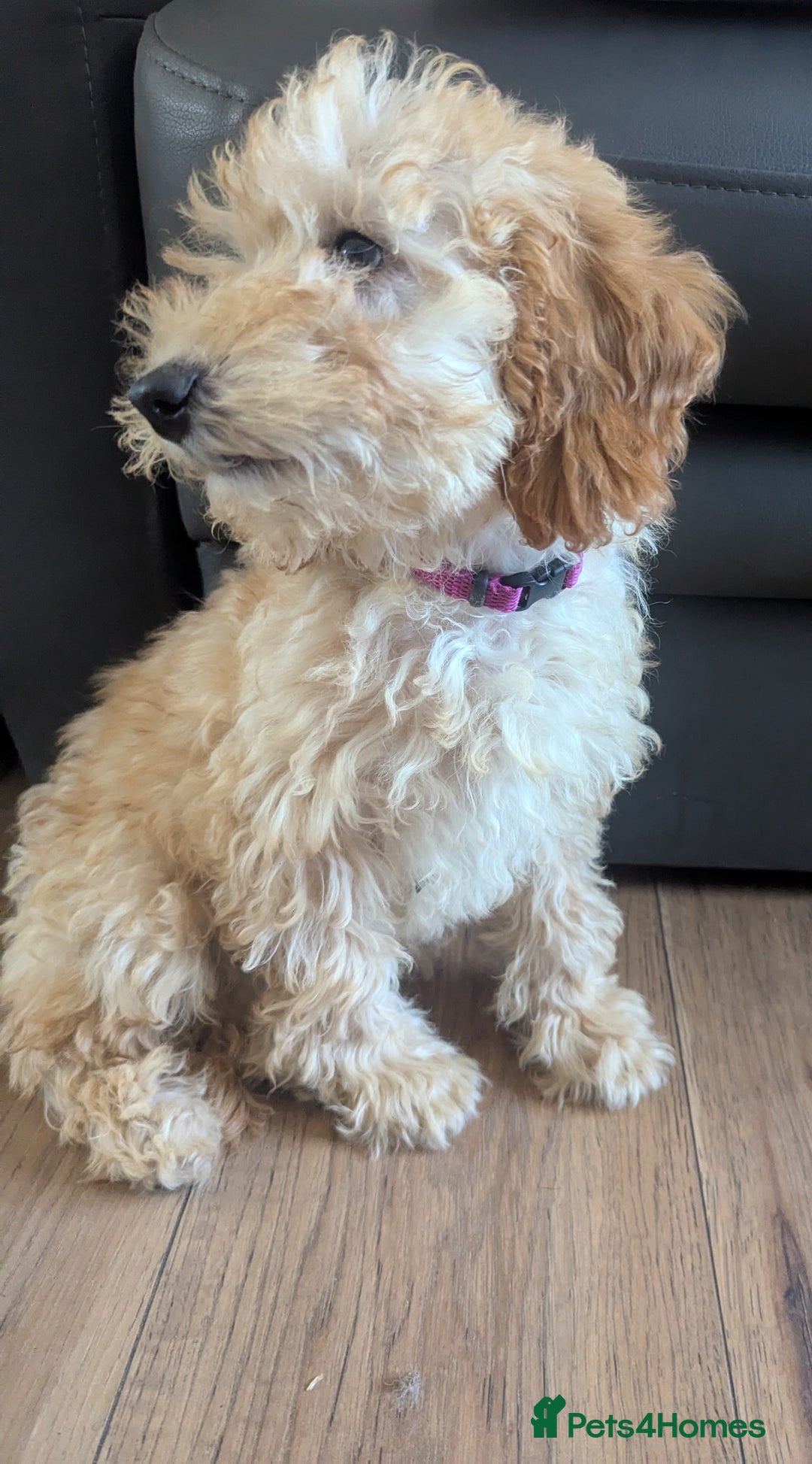 Poodle dogs for sale: ⭐ READY⭐ Reduced Adorable poodles puppies  in Margate - Image 19