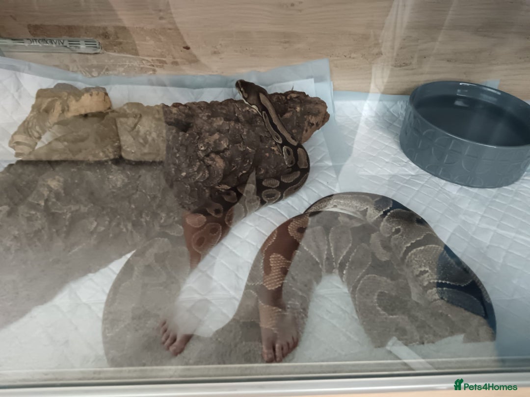 Python Snake reptiles for sale: Royal python  - Image 3