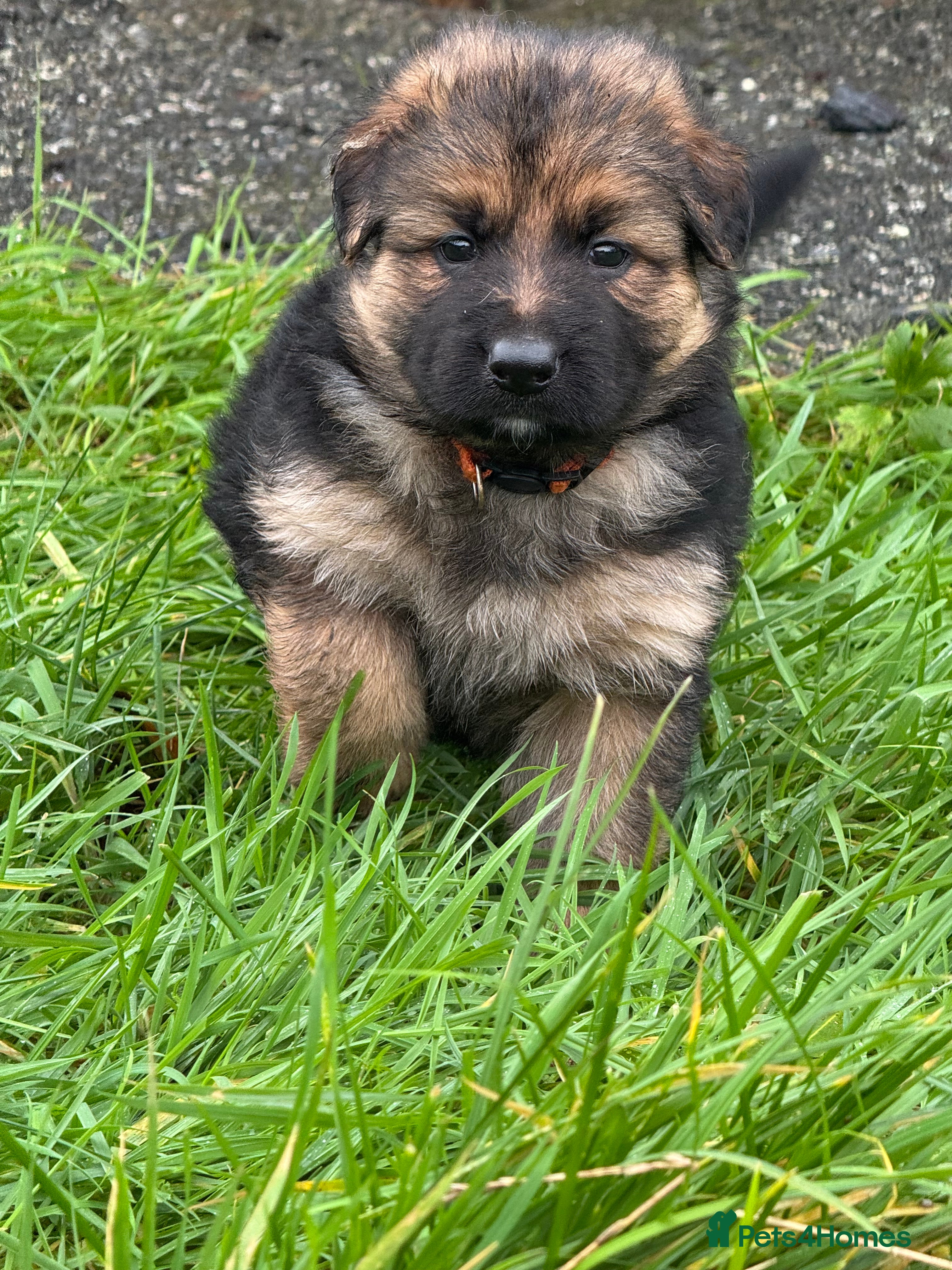 German Shepherd dogs Gorgeous German shepherd pups - Advert 1