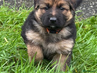 German Shepherd dogs Gorgeous German shepherd pups - Advert 1