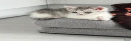 Munchkin cats for sale: ✨ **A tiny hug in a mug** ✨ - Advert 11