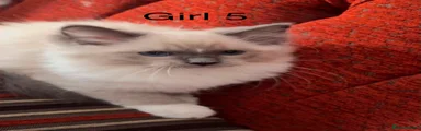 Ragdoll 7