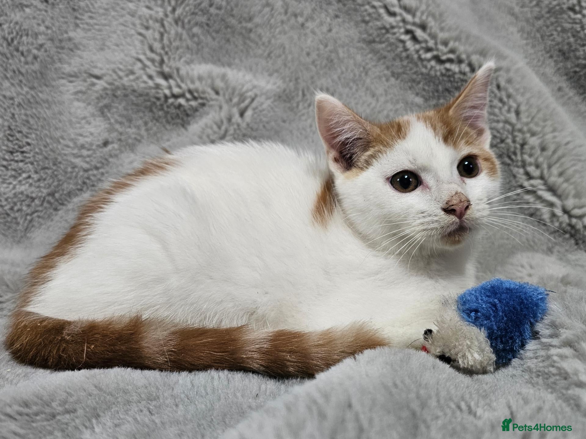 Mixed Breed cats for sale: Stunning kittens READY NOW - Advert 18