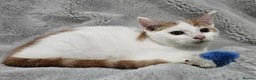 Mixed Breed cats for sale: Stunning kittens READY NOW - Advert 14