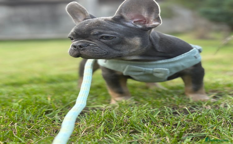 French Bulldog dogs - Advert 2