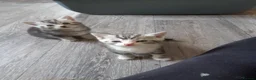 Domestic Shorthair cats for sale: Lovely Litter Of Kittens - Advert 15