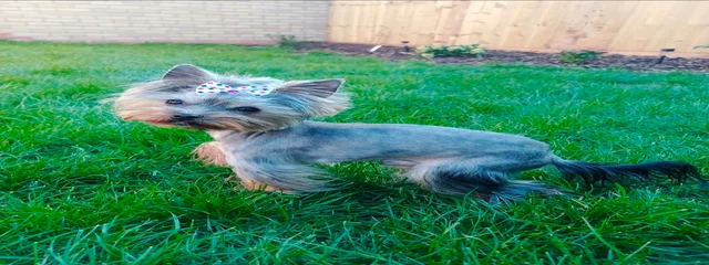 Tyson